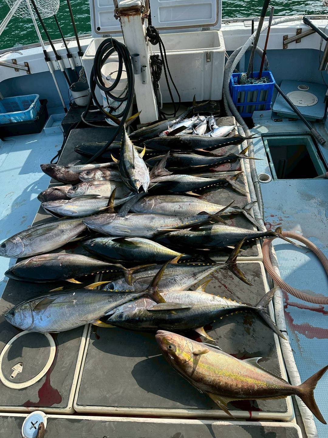 キハダマグロの大漁