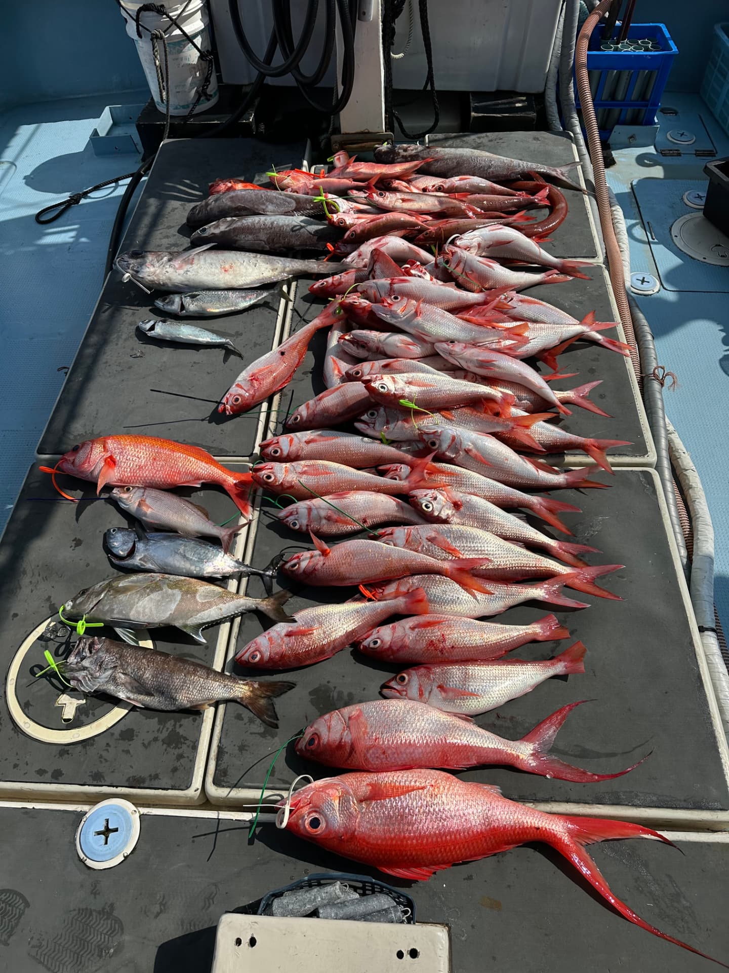 船上に並ぶ赤い深海魚の大漁