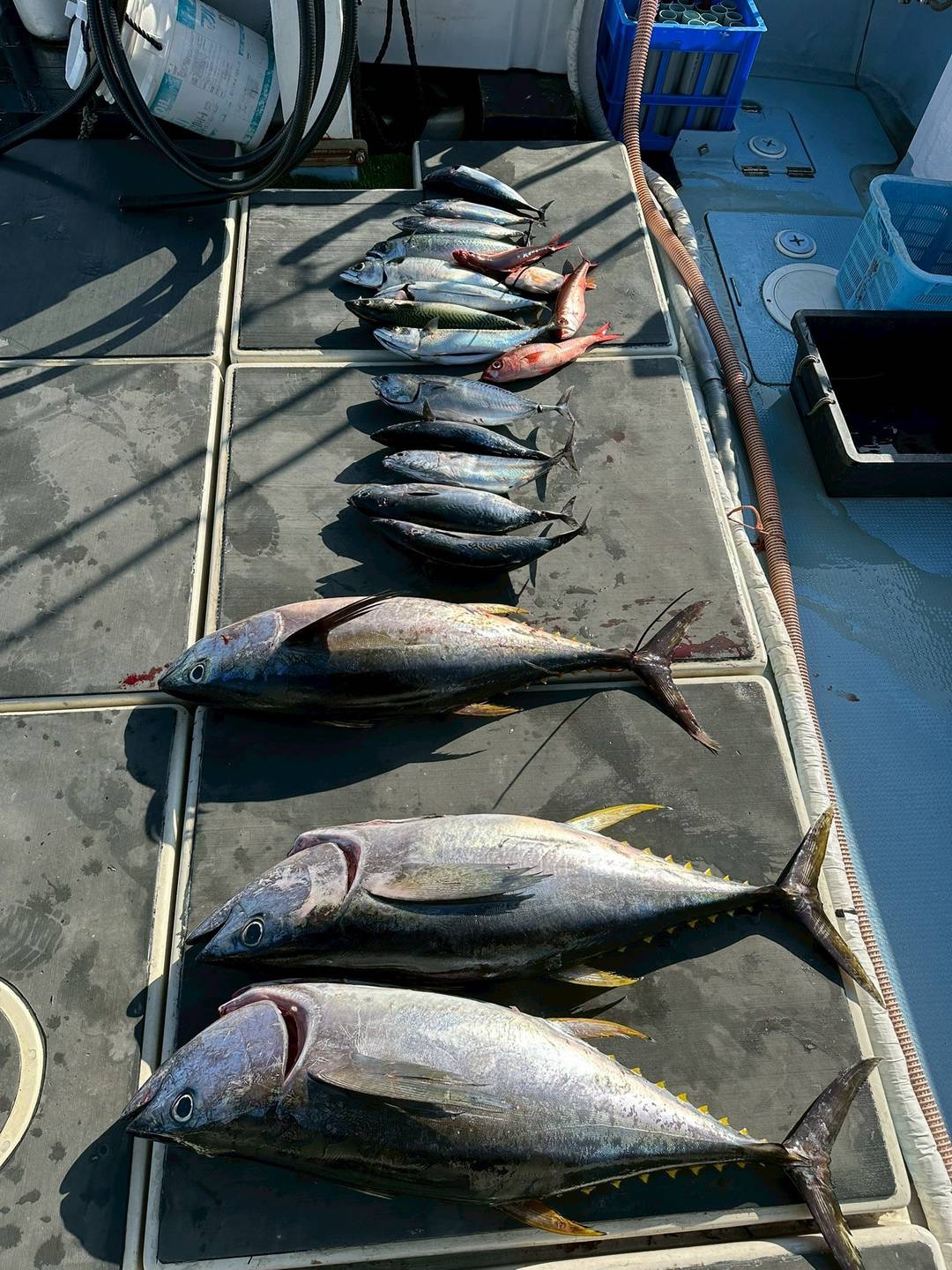マグロと多魚種の釣果