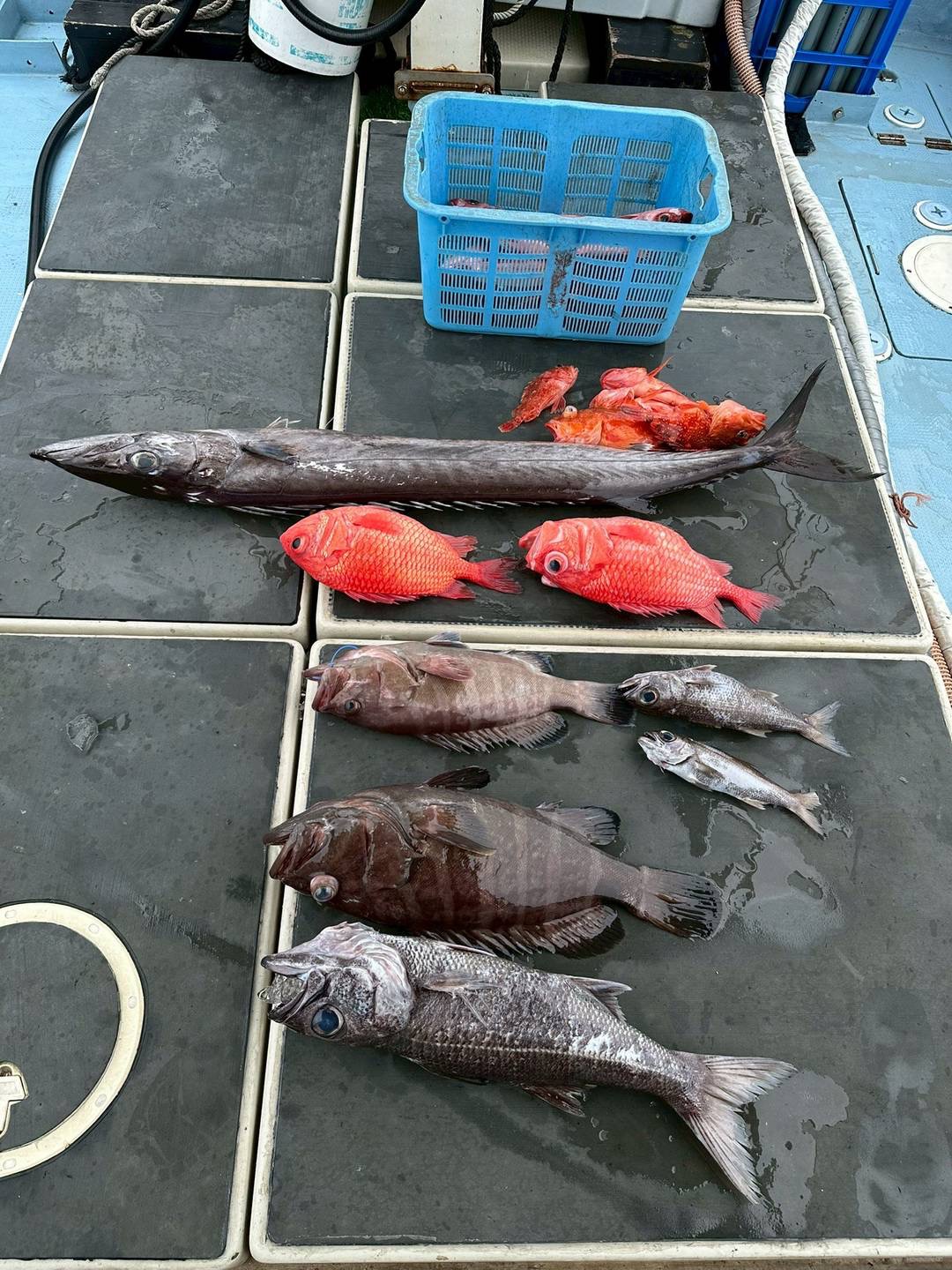 太刀魚・キンメ・アコウ