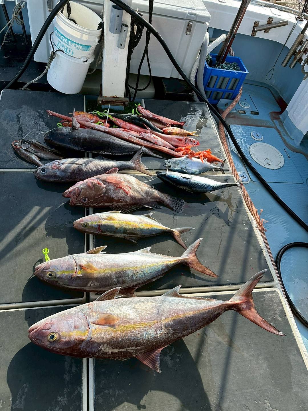 ヒラマサ・カンパチの釣果