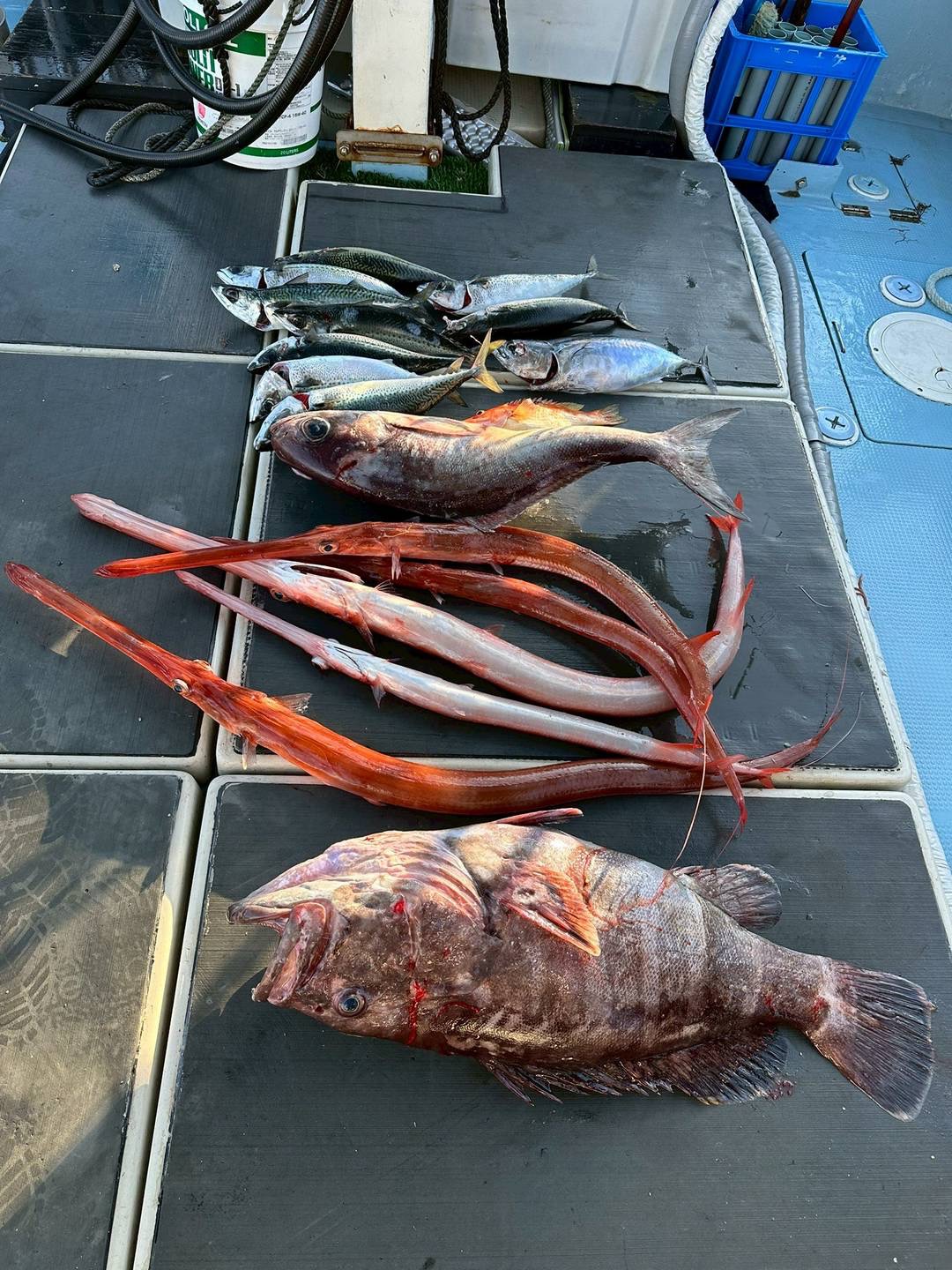 深海魚と大物クエの釣果